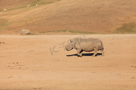 星星长方体摄影照片_白非洲犀牛