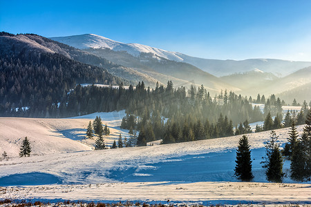 高山雪原上的云杉林