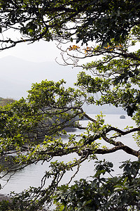 湖边的树枝和树枝