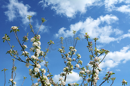 苹果开摄影照片_开着白花的苹果树枝伸向天空