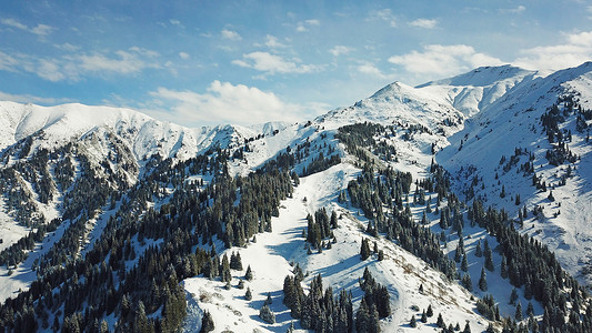 山中的雪林，在云层之上。