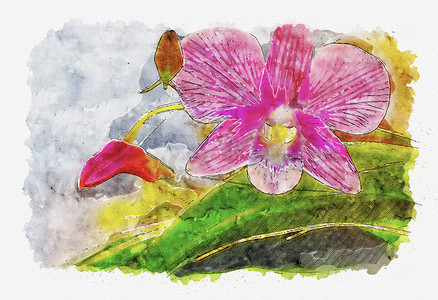 粉色兰花的水彩插画风格