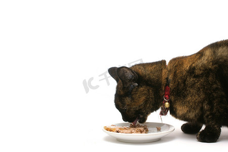 吃猫