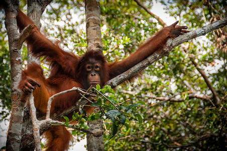 Orang Utan 坐在印度尼西亚婆罗洲的一棵树上