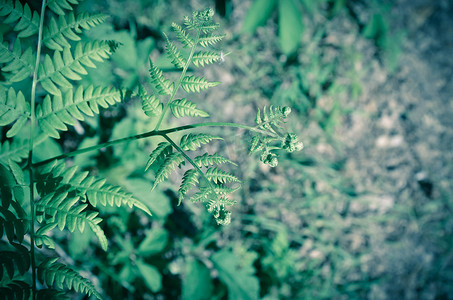 树蕨摄影照片_塔斯马尼亚树蕨 Dicksonia antarctica 上叶子的特写