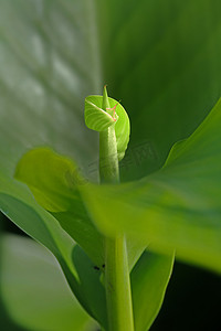 美人蕉或美人蕉百合植物