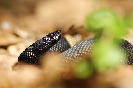 黑毒蛇的肖像
