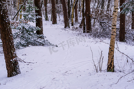 白雪皑皑的森林摄影照片_白雪皑皑的森林小径，冬季的树林，白雪覆盖的道路和树木，荷兰森林景观