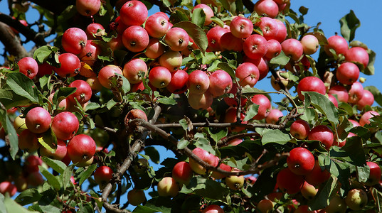 苹果红色的摄影照片_苹果树上的苹果