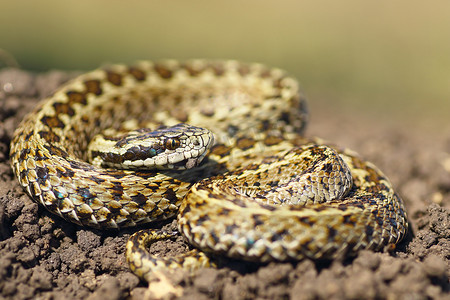 毒蛇摄影照片_准备好的美丽的草甸毒蛇攻击