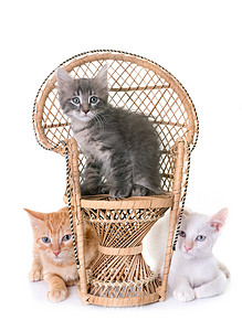 小猫和藤椅