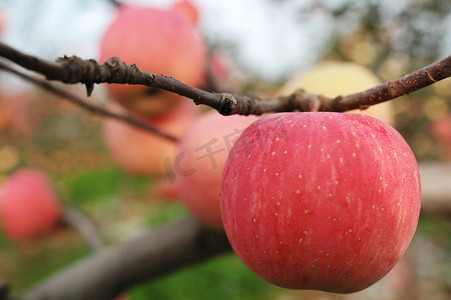 红苹果挂在树枝上