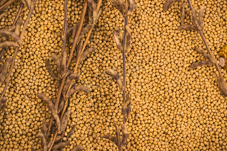 成熟的大豆植物和豆类