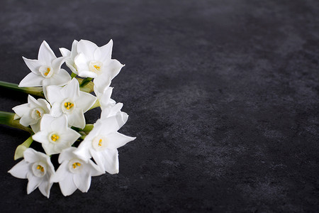 在深灰背景的芬芳白色水仙花