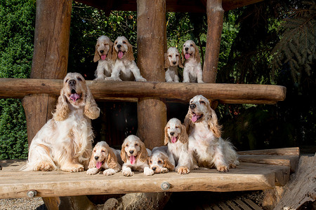 英国可卡犬家庭与小狗
