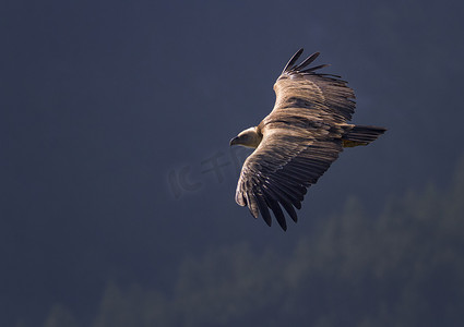 格里芬秃鹰飞行，德龙普罗旺斯，法国