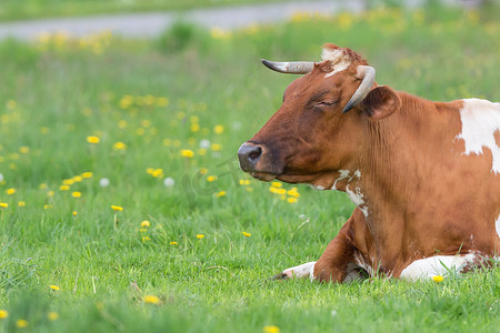 奶牛在空地上休息