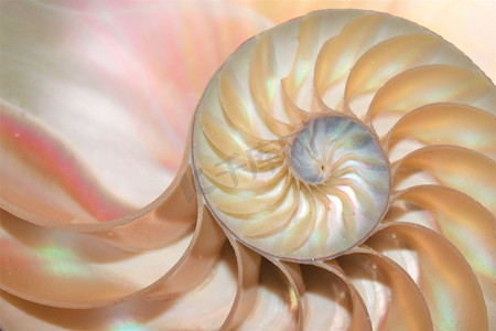斐波纳契摄影照片_鹦鹉螺壳斐波那契对称截面螺旋结构增长黄金比例