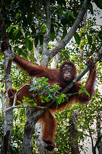 婆罗洲摄影照片_Orang Utan 坐在印度尼西亚婆罗洲的一棵树上
