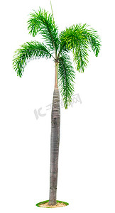 马尼拉棕榈，圣诞棕榈树（Veitchia merrillii）在白色背景上与复制空间隔离。