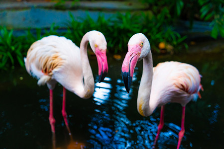 动物园池塘里的粉红色火烈鸟群