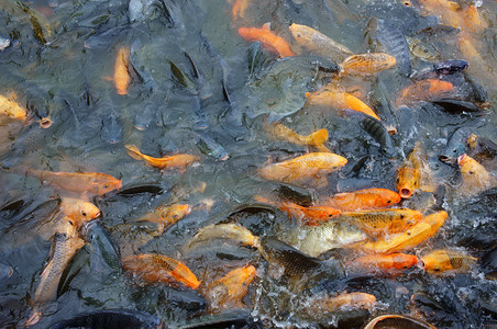 鱼缸钓鱼摄影照片_越南养鱼