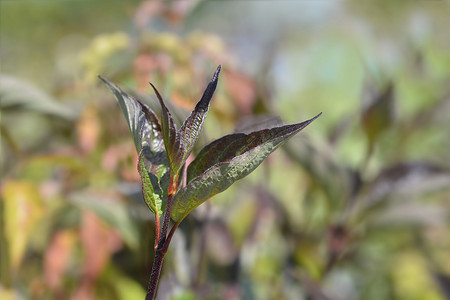 茱萸摄影照片_白山茱萸