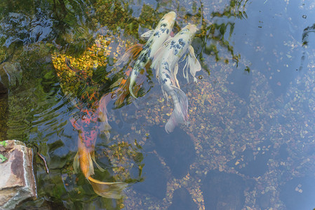 在美国德克萨斯州达拉斯附近植物园清澈的池塘里游泳的混色美丽锦鲤