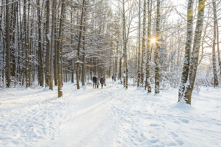 雪天摄影照片_森林、树林、树木、雪天的冬季路径