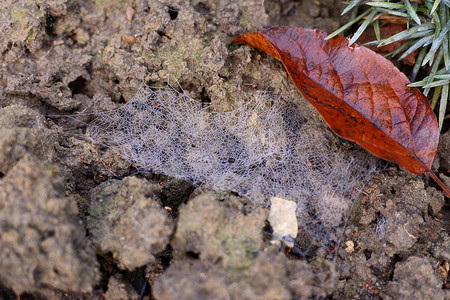 在花坛的露水覆盖的蜘蛛网