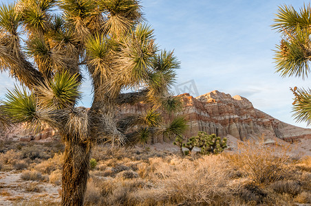 短叶丝兰摄影照片_红崖自然保护区（加利福尼亚州红岩峡谷）以约书亚树（丝兰短叶兰）为特色