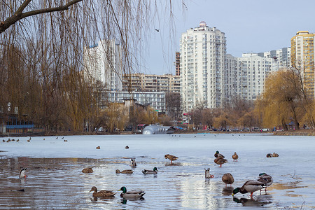 冬季城市公园，冰冻池塘，鸭群