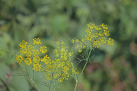 食品厂摄影照片_Fennel, Sweet fennel, 佛罗伦萨茴香, Fennel, Foeniculum vul