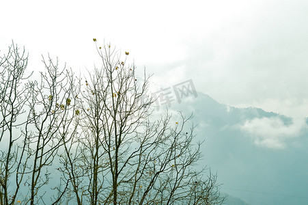 在冬天积雪和有雾的山背景的树顶。