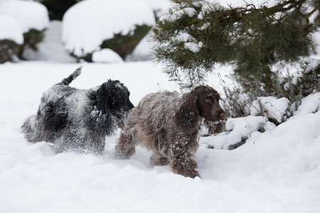 两只英国可卡犬在雪地里玩耍