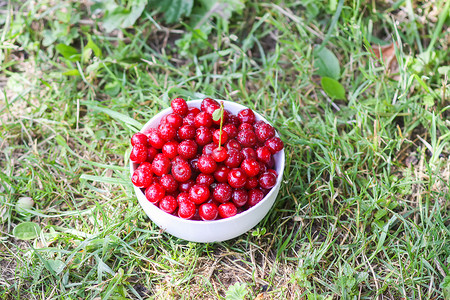 绿樱桃摄影照片_夏季花园绿草上白色陶瓷杯中鲜熟的甜夏樱桃