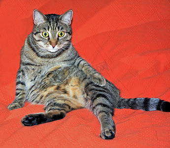 逗人喜爱的猫在一张红色床上放松