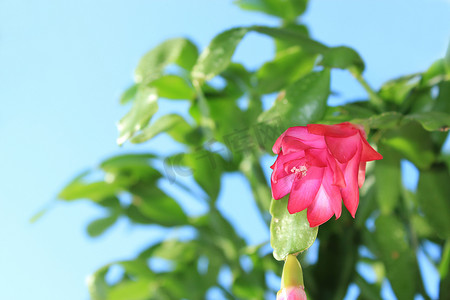 精美粉色摄影照片_Schlumbergera 的精美粉红色花朵