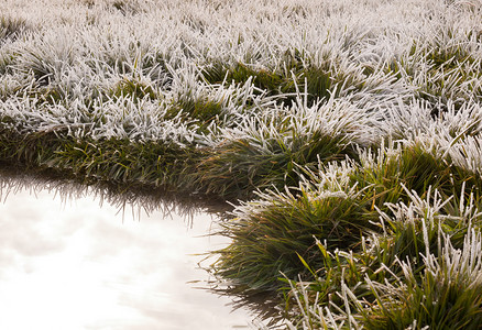 池塘草地上的霜