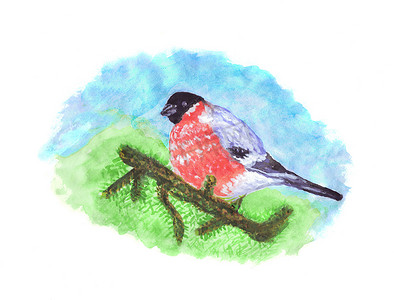 红腹灰雀在松树枝上的鸟-水彩插图