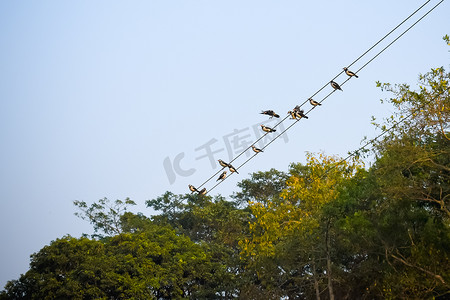 许多麻雀或小雀形目鸟的家庭也被称为真正的麻雀，旧世界麻雀鸟坐在城市背景中的电缆上。