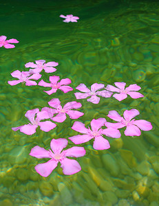 花漂浮摄影照片_漂浮在自然淡水中的夹竹桃桃红色花