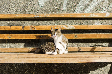 害怕的猫在长凳上