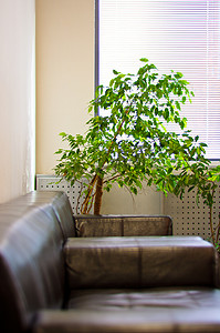 棕色真皮沙发、百叶窗和 cor 的绿色植物