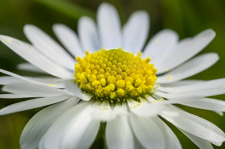 雏菊花