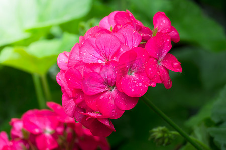 粉色夏天背景摄影照片_五颜六色的花朵的背景图片