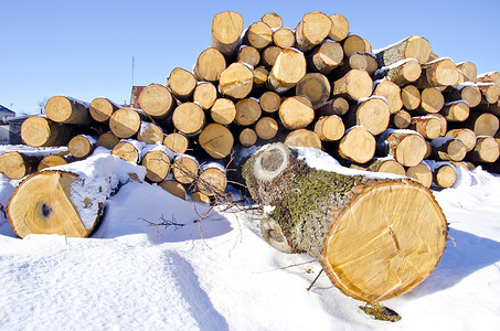 冬天雪地上的柴堆