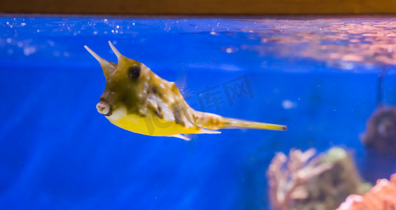 在热带水族馆游泳的滑稽可爱的异国情调长角牛鱼或角箱鱼