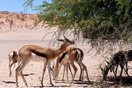 有袋类摄影照片_Kgalagadi 的跳羚 Antidorcas marsupialis