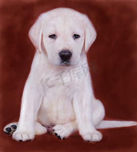 拉布拉多小狗油画肖像
